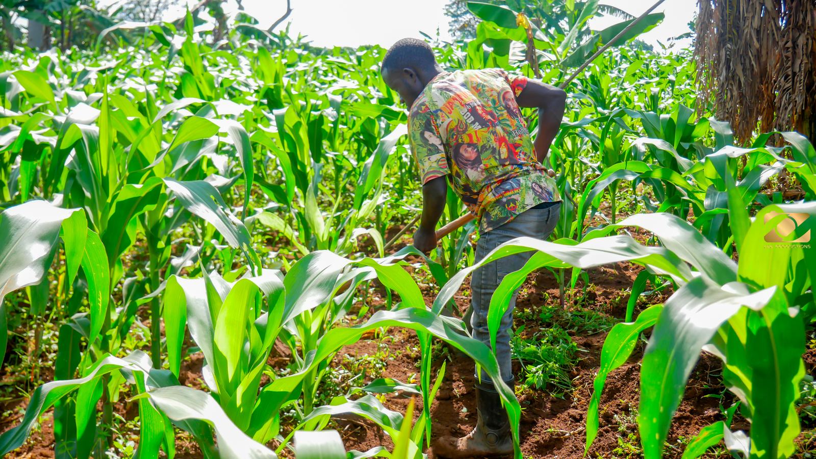 Emmanuel Ssemyalo: A Young Farmer Embracing Climate-Resilient Agriculture