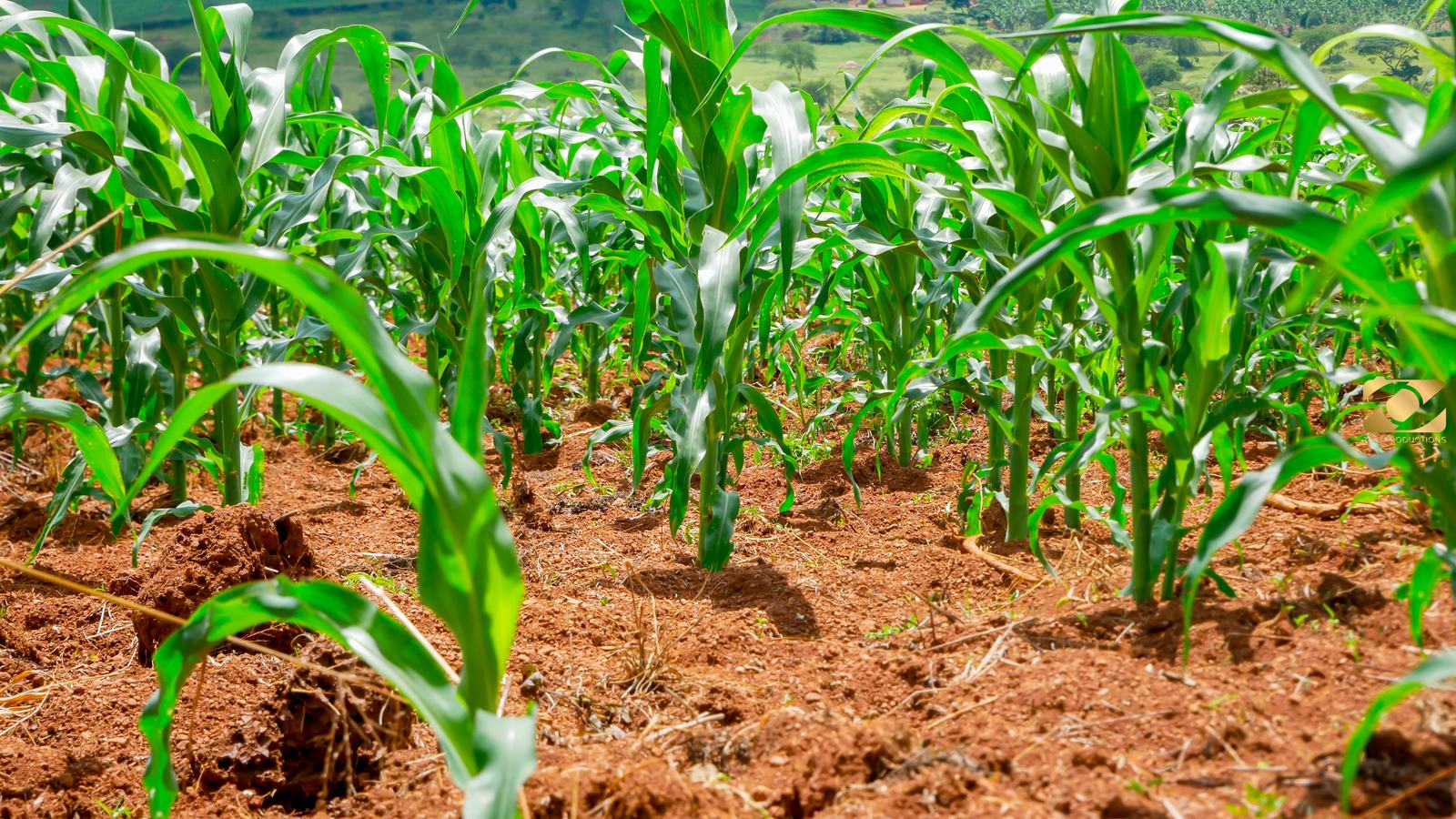 Joseph Mugema: Cultivating Change Beyond His Farm